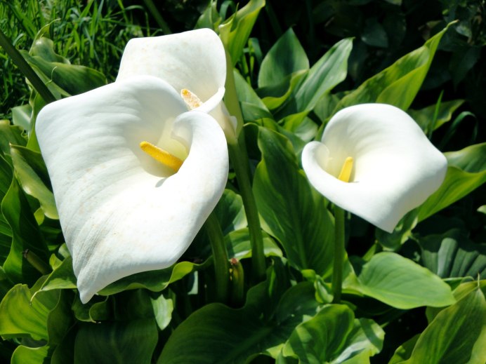 Калла (Zantedeschia) Пако