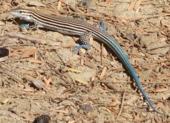 Whiptail Lizard