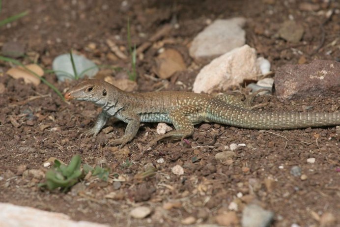 Аризонская полосатая древесная ящерица (Aspidoscelis arizonae)
