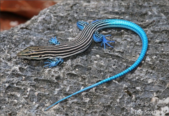 Ameiva Ameiva