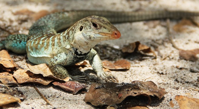 Cnemidophorus lemniscatus