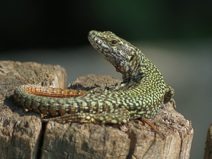 Ameiva Ameiva