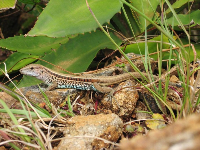 Pygmy Gecko