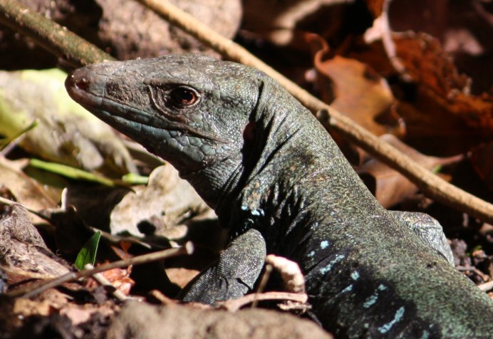 Ctenosaura acanthura