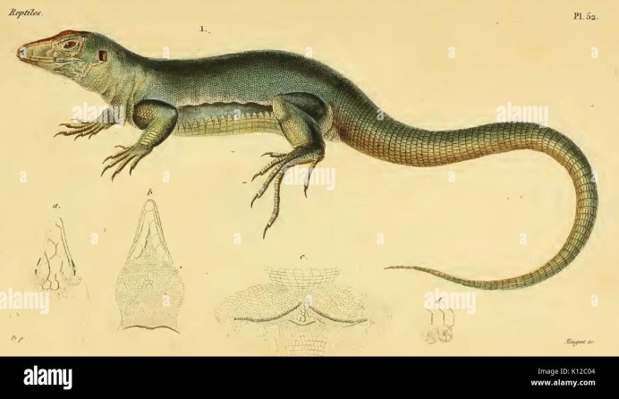 Cnemidophorus neomexicanus ящерица