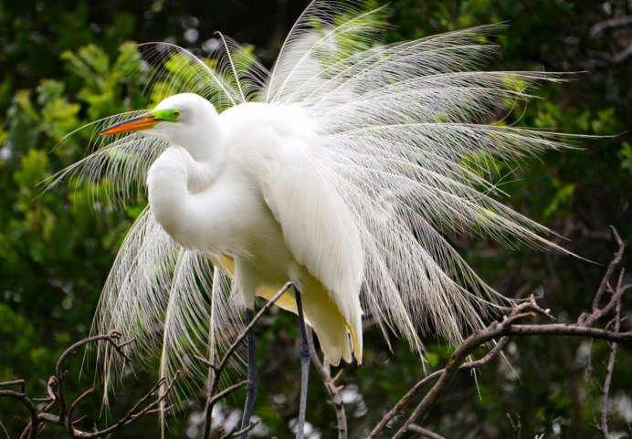 Great Blue Heron птица