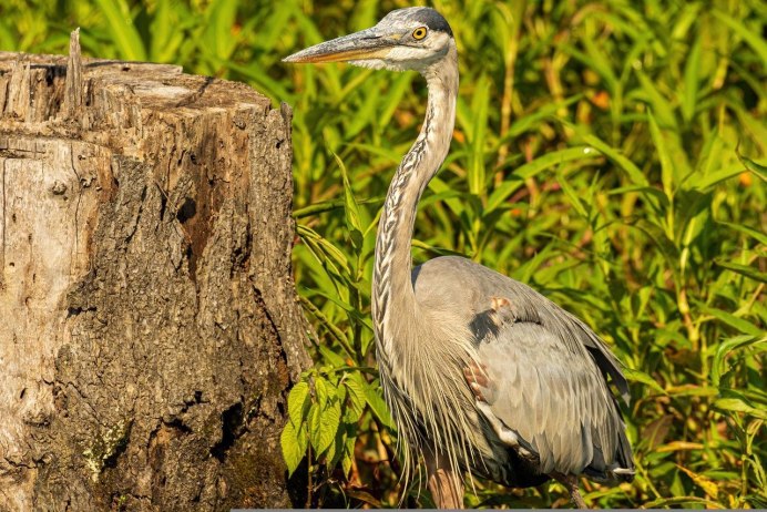 Мадагаскарская жёлтая цапля
