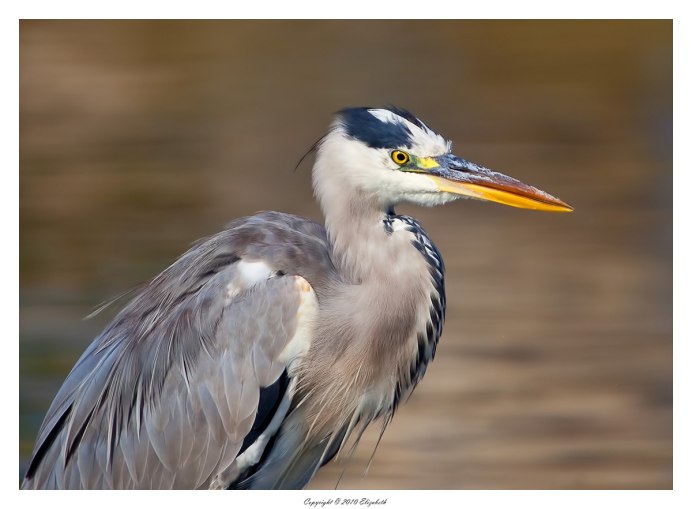 Цапля с хохолком