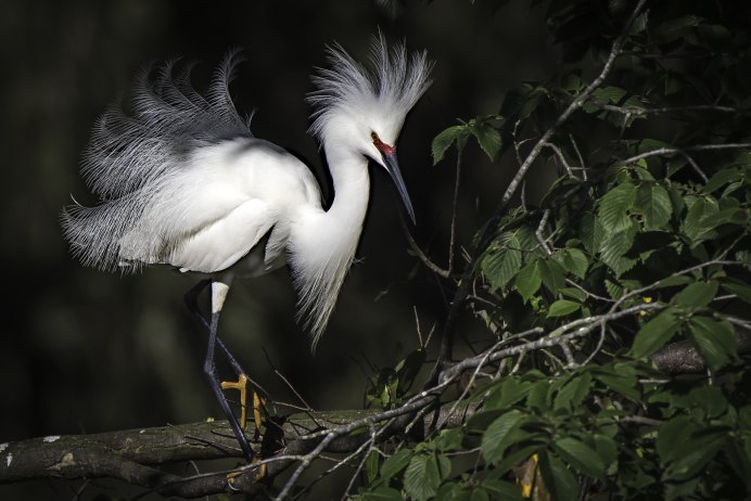Белая цапля Флорида