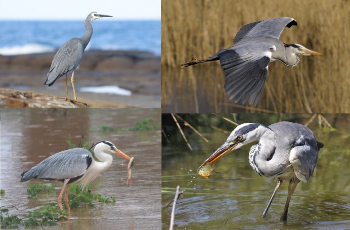 Серая цапля Приморский край