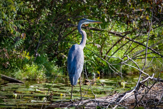 Белобрюхая цапля