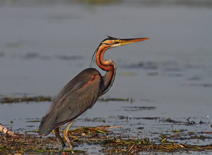 Серая цапля Астраханского заповедника