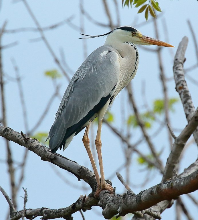 Цапля на Дону