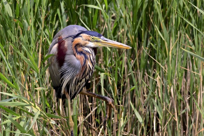 Птица серая цапля