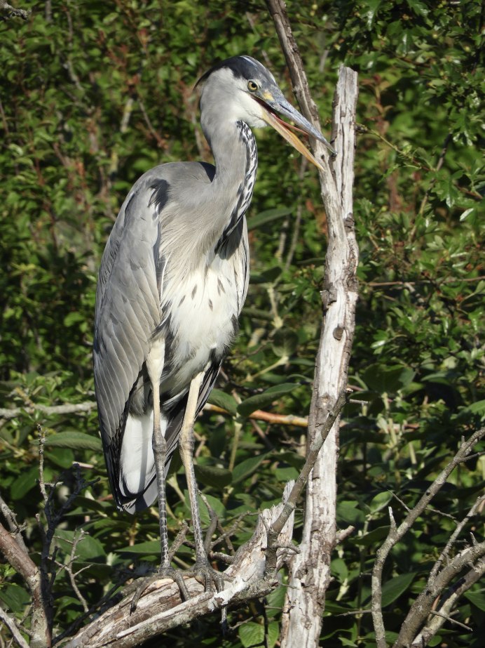 Трёхцветная цапля