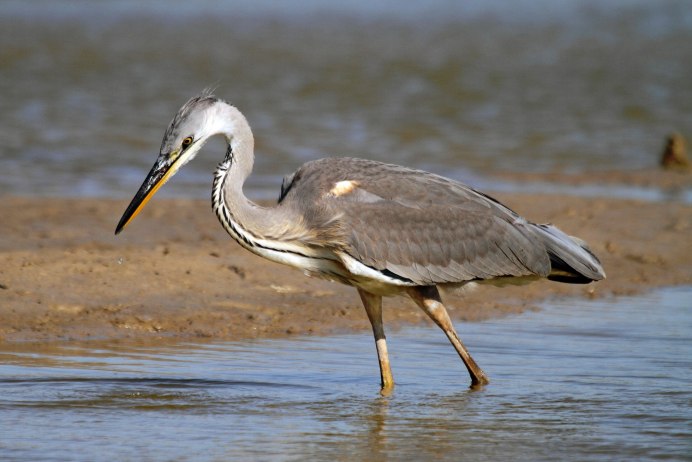 Птица Ardea cinerea