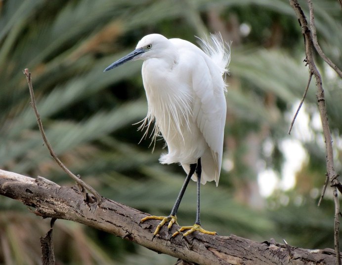 Серая хохлатая цапля