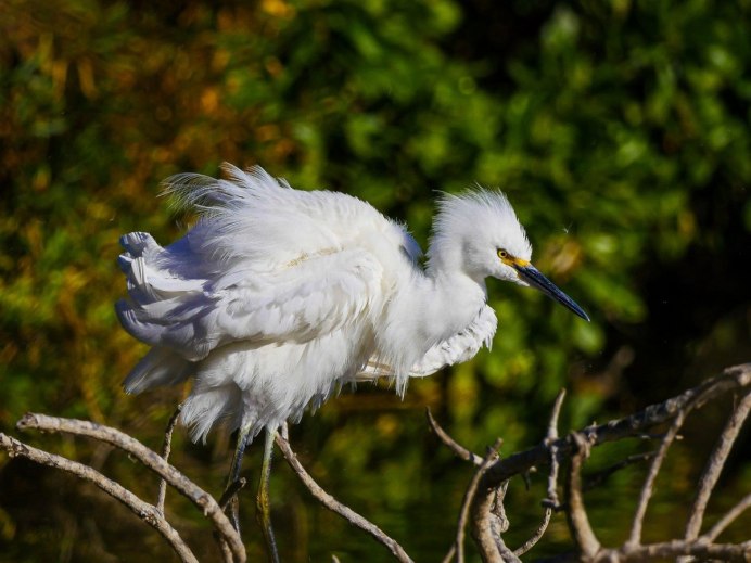 Цапля Волго Ахтубинской