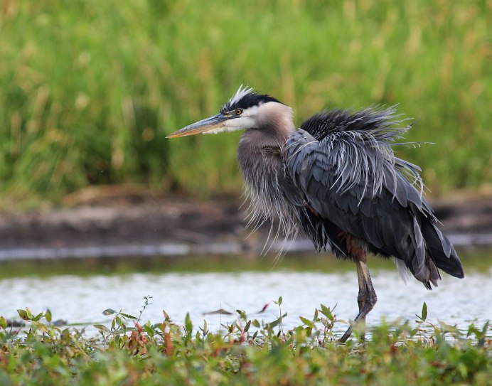 Tricolored Heron