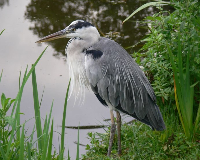 Болотная цапля