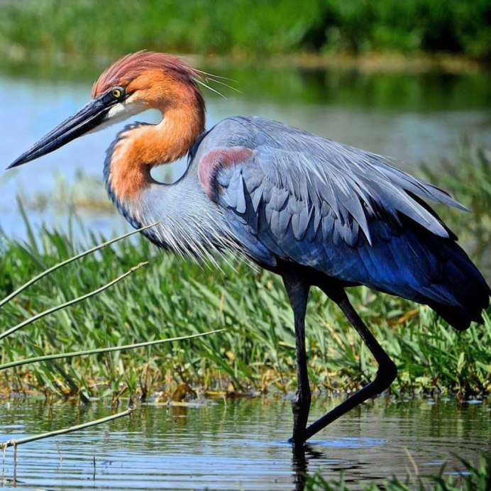 Отряд голенастые семейство цапель