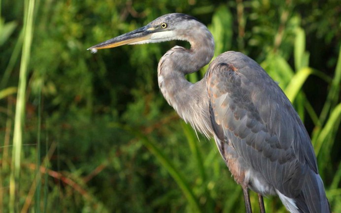 Кваква зелёная Болотная