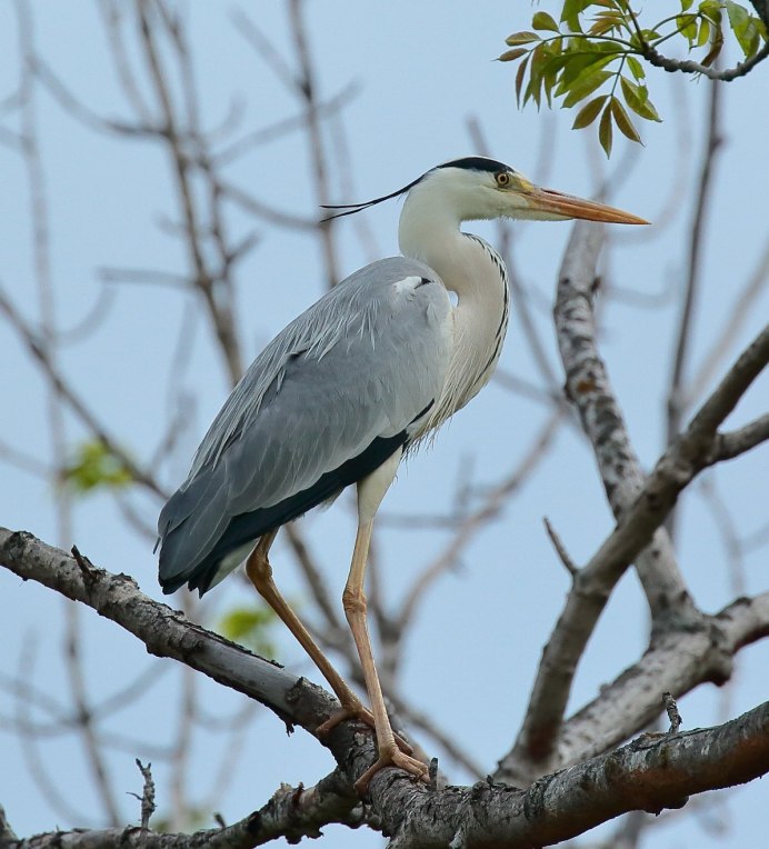 Птица семейства цапля