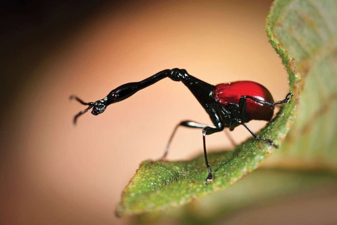 Жук Trachelophorus Giraffa
