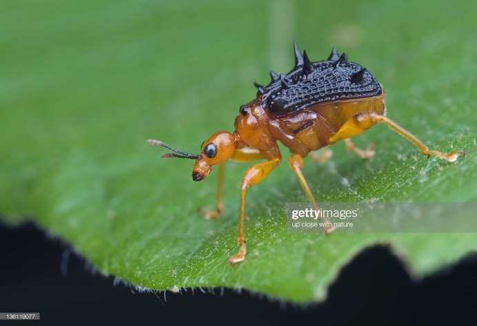 Жук-Жираф (лат. Trachelophorus Giraffa