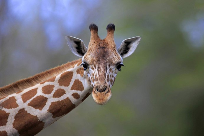 Жук Trachelophorus Giraffa