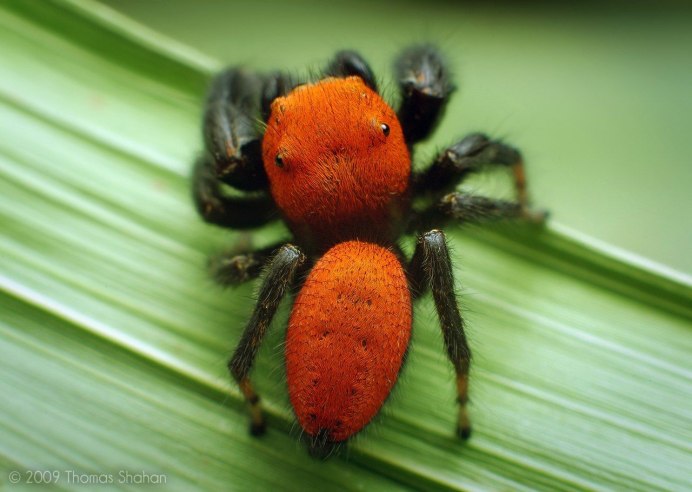 Королевский Жираф