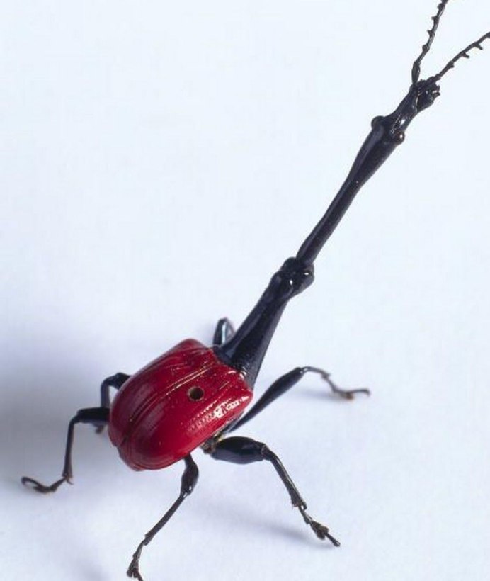 Жук Trachelophorus Giraffa