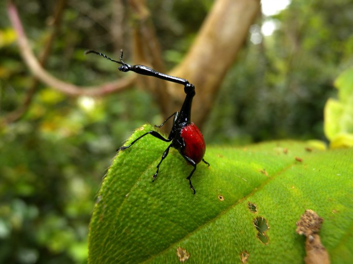 Giraffe Beetle