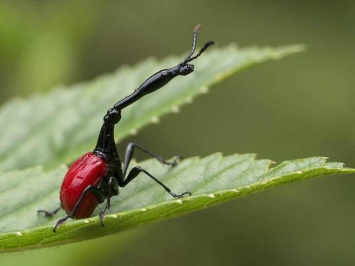 Жук Trachelophorus Giraffa