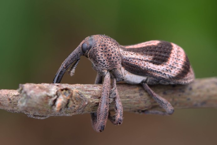 Жук Trachelophorus Giraffa