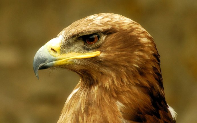 Красный Коршун Milvus Milvus