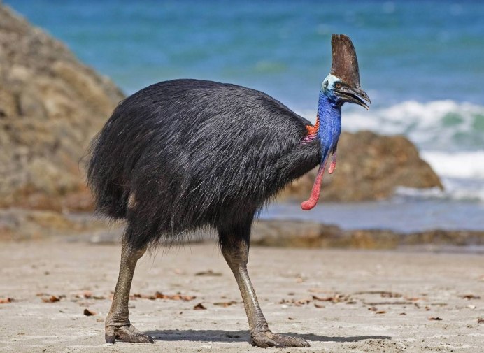Шлемоносный казуар (casuarius casuarius);