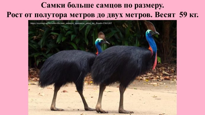 Шлемоносный казуар птенцы