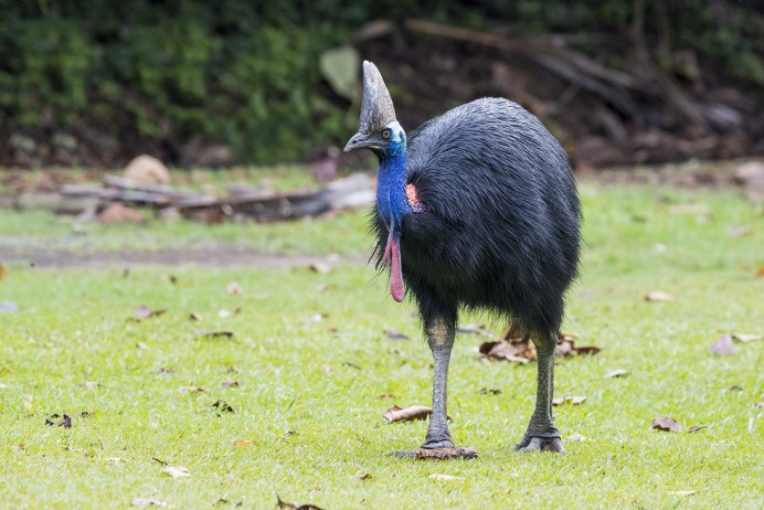 Casuarius Bird