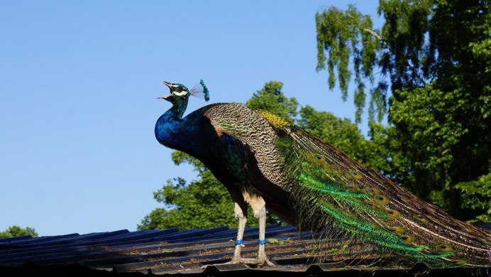 Павлин крик