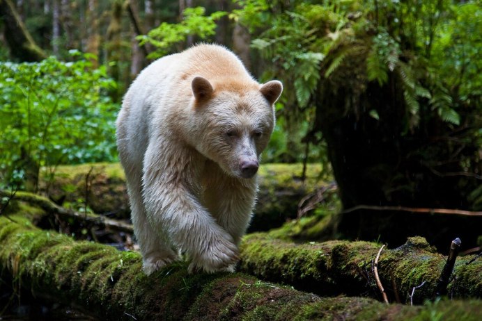 Мишка сидит