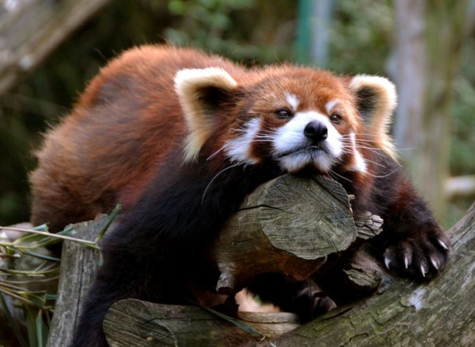 Панда для малыш зоопарк