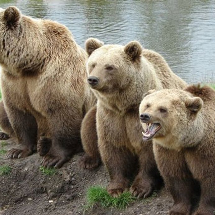 Рыжий медведь большой