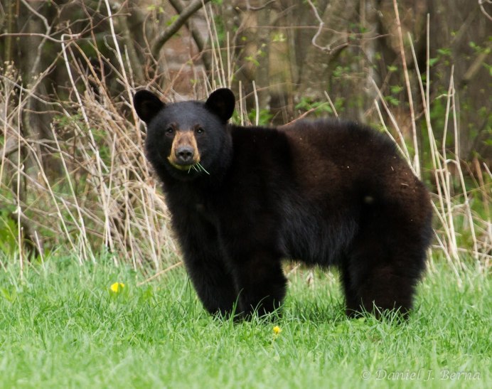 Панда в лесу