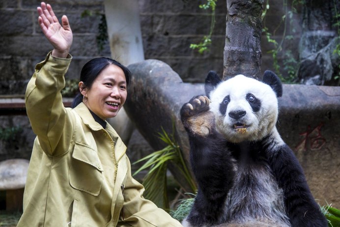 Медведь Кадьяк и белый медведь