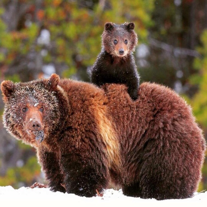 Медведь Гризли фото с человеком
