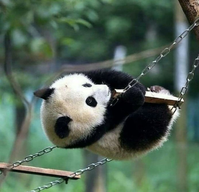 Карликовая Панда