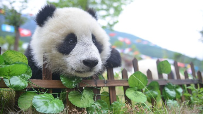 Кермодский бурый медведь