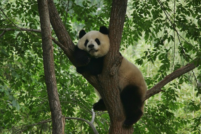 Жилище панды