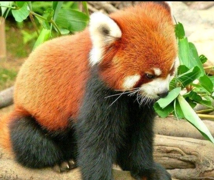 Красная Панда Япония